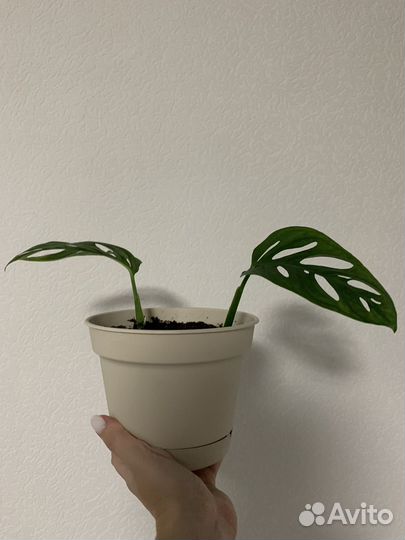 Монстера адансона