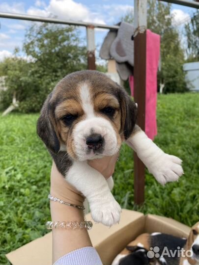 Щенки бигль