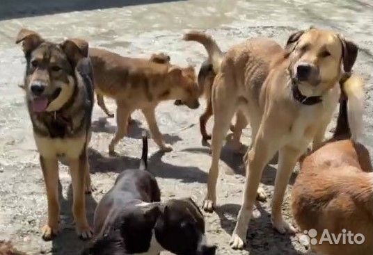 Красивый добрый пёс ищет дом