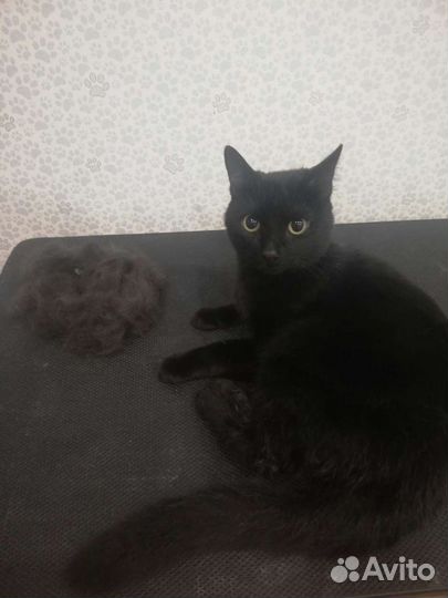 Стрижка животных