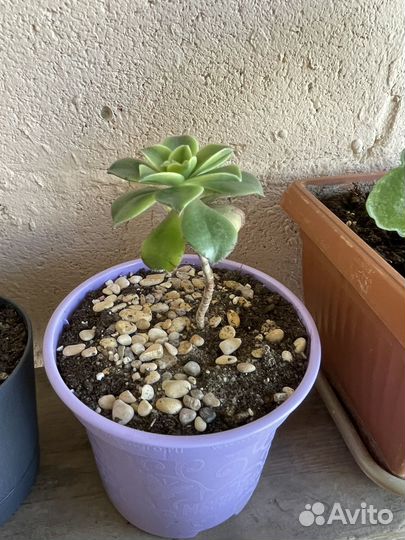 Суккуленты