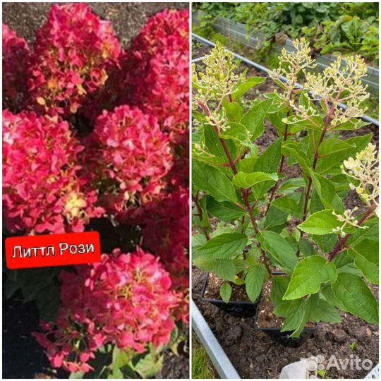 В 1 литре Гортензия саженцы