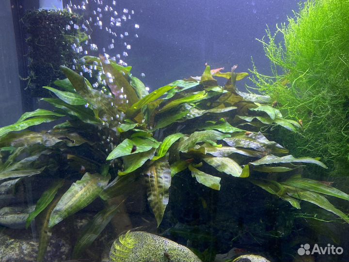 Мох яванский, для пресноводных аквасов, красивый