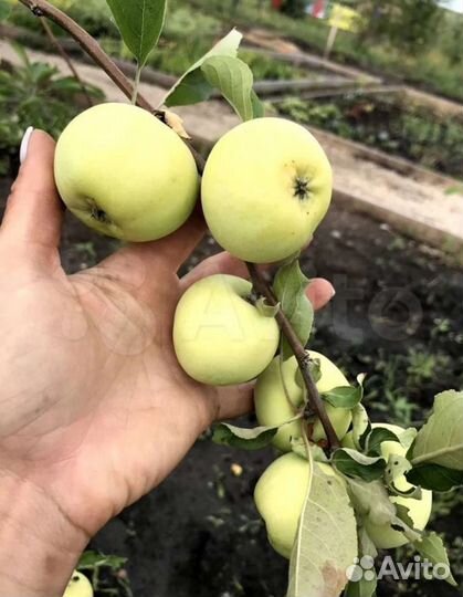 Саженцы яблони оптом и розница