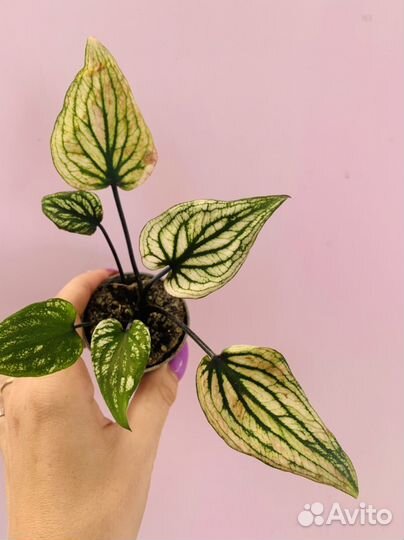 Каладиум, фикусы, домашние растения