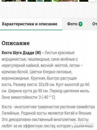 Хоста Шуга Дедди (М)