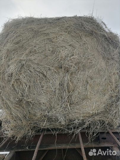 Сено в тюках 300-350 кг