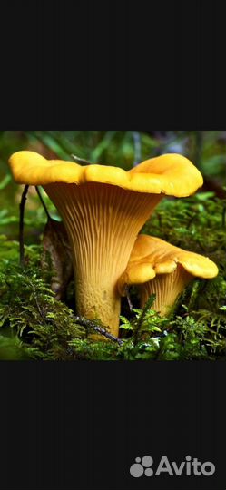 Сушеные грибы лисички