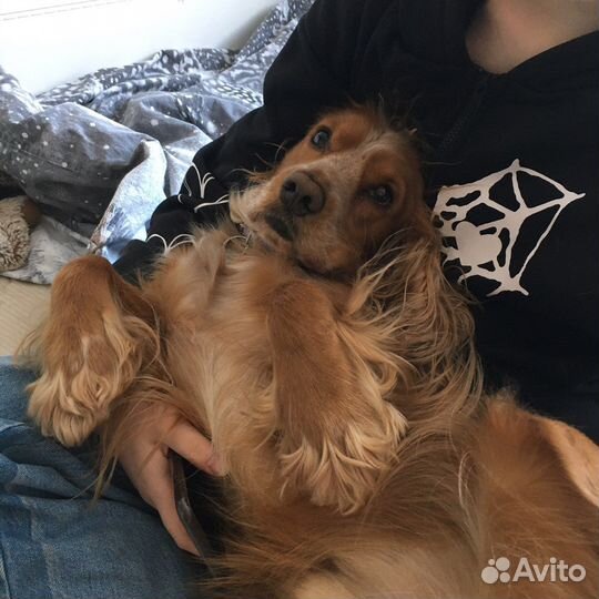 Вязка английский кокер спаниель