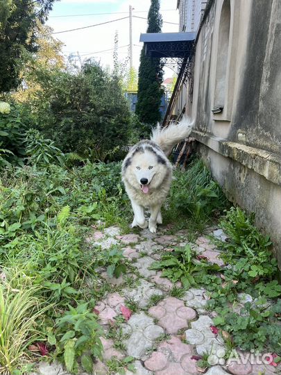 Отдам в добрые руки маламута