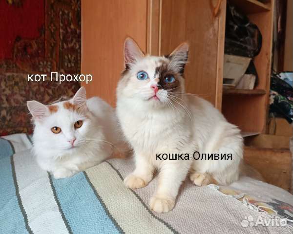 Кошки и котики в дар