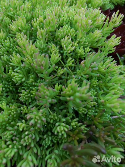 Садовые суккуленты