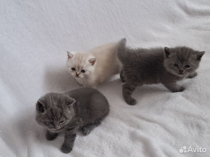 Британская