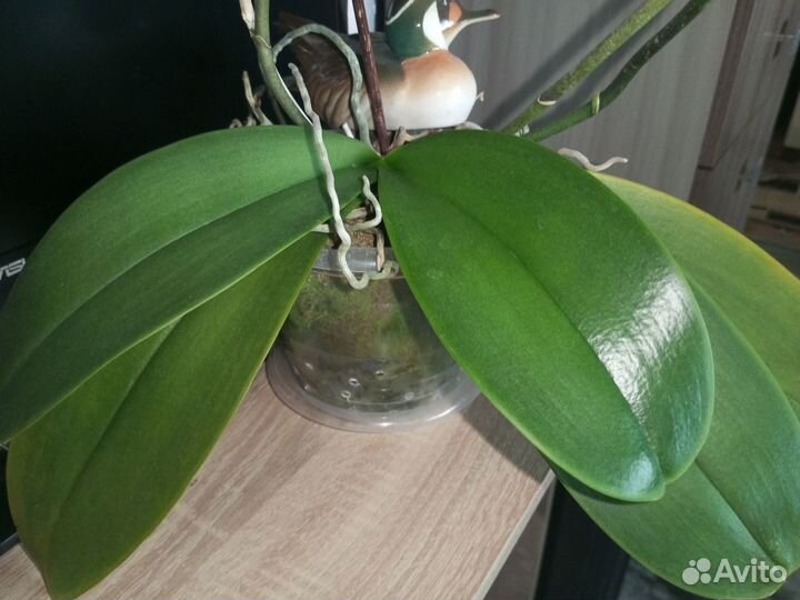 Орхидея фаленопсис