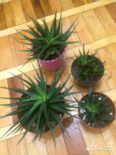 Хавортия сорт «Fascists cv. Big Bang”