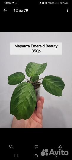 Комнатные цветы калатея, сингониум, маранта, фикус