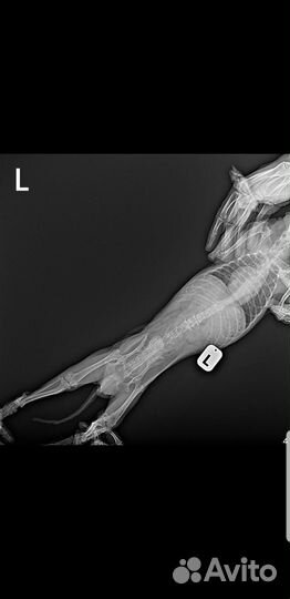 Йоркширский терьер мальчик