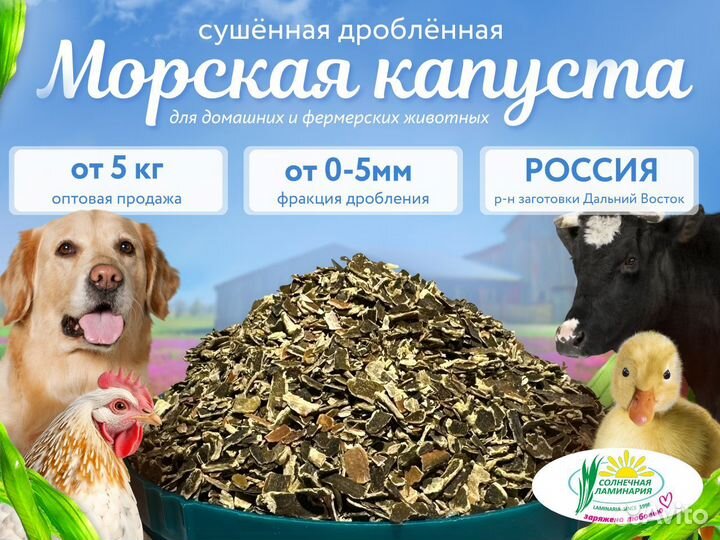 Морская капуста. Ламинария. Опт от 5 кг