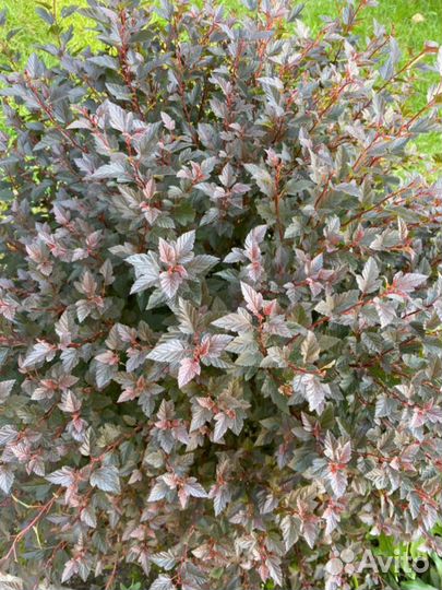 Пузыреплодник Диаболо