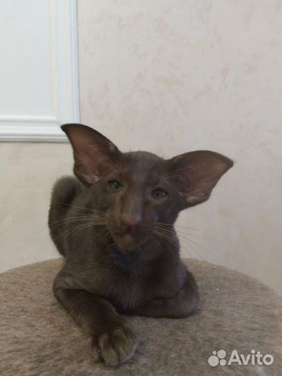 Ориентальные котята