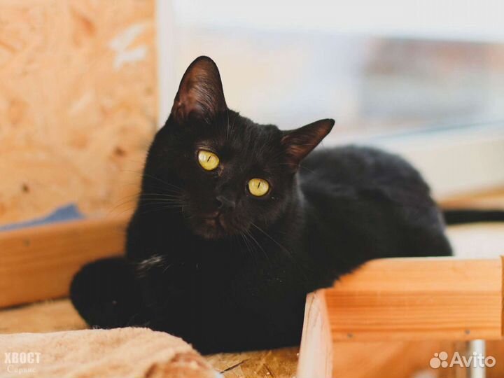 Элегантная кошка Фелиция, 1 год