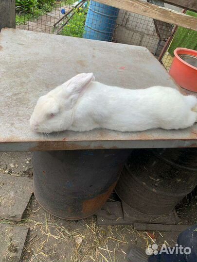 Кролик белый великан