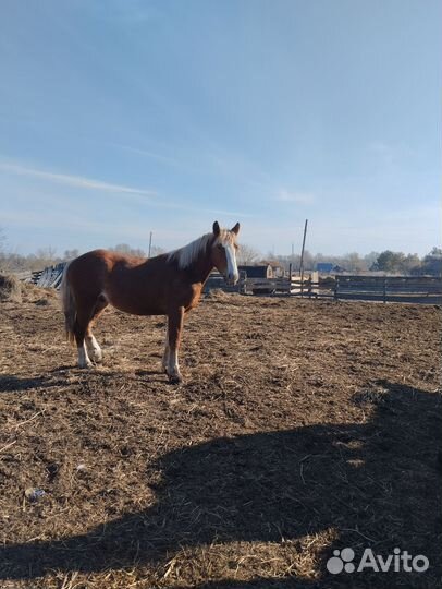 Жеребец тяжеловоз