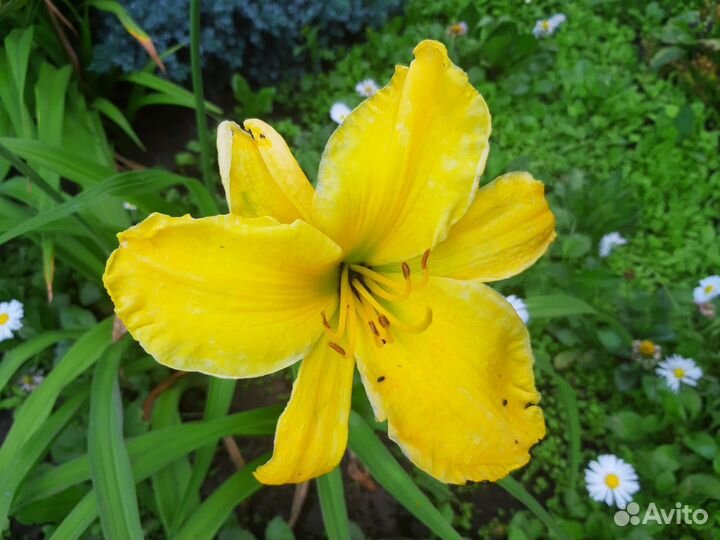 Лилейники сортовые, махровые тюльпаны, ирисы