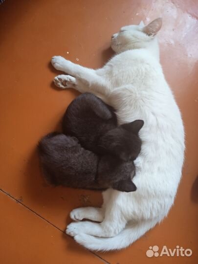 Котята котики-мышеловы
