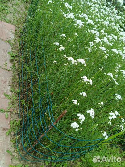 Жемчужина птармика - многолетник на рассаду