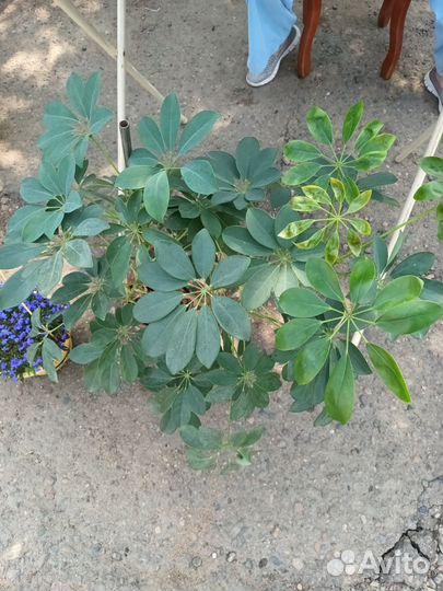 Цветы домашние в горшках