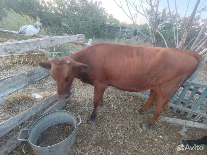 Телята бычки