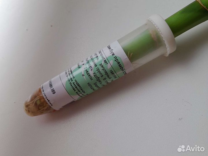 Бамбук прямой ствол