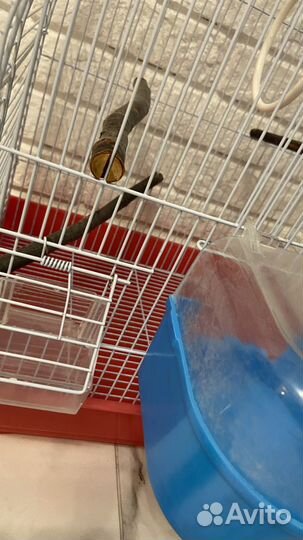 Клетка для попугая