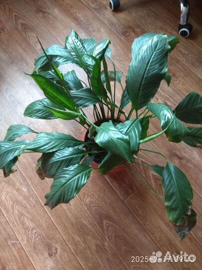 Спатифиллум