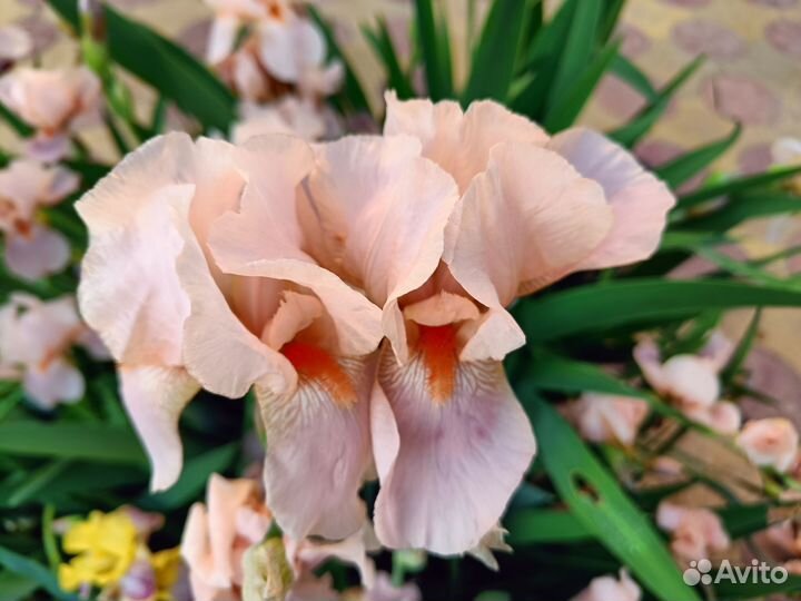 Многолетние цветы