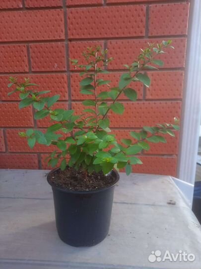 Лагерстремия