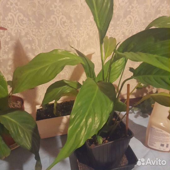 Аспарагус,Диффенбахия, декабрист, спатифиллум