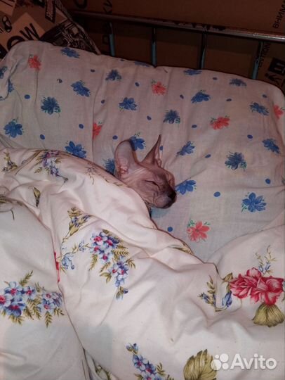 Кот донской сфинкс вязка