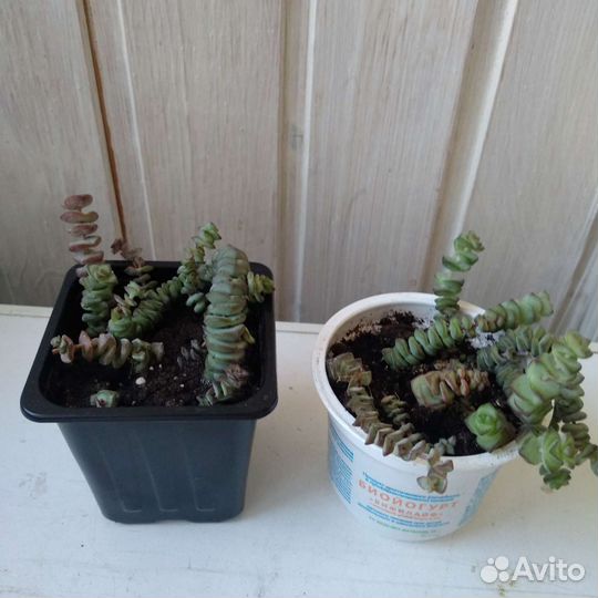 Крассула Толстянка