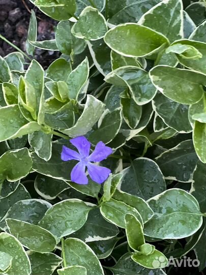 Барвинок, гвоздика, крапивка, Птицемлечник