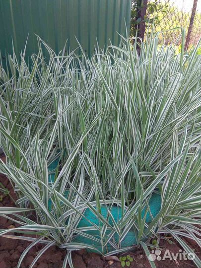 Многолетники