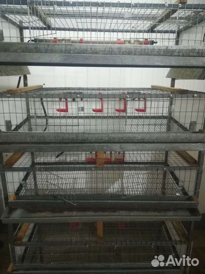Клетки для перепелов