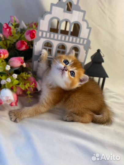 Британские котята золотая шиншилла