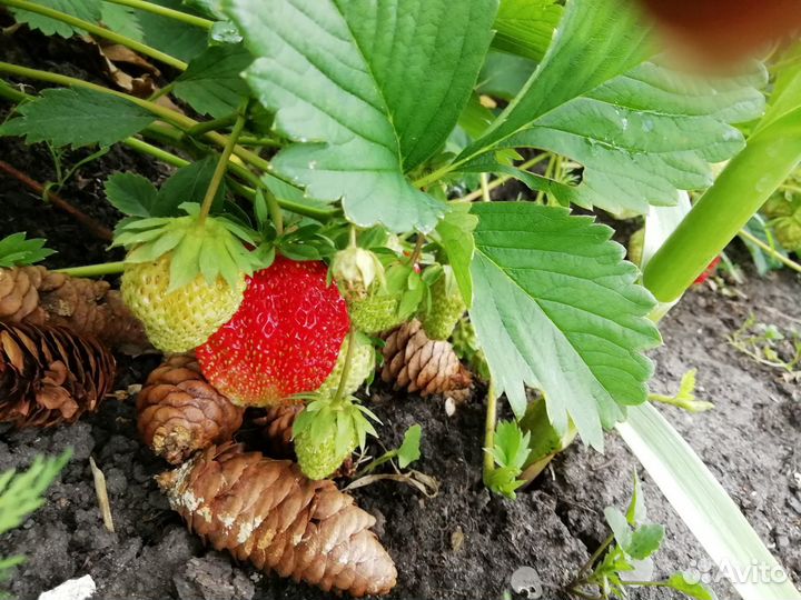 Саженцы крупноплодной клубники