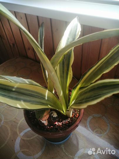 Сансевиерии