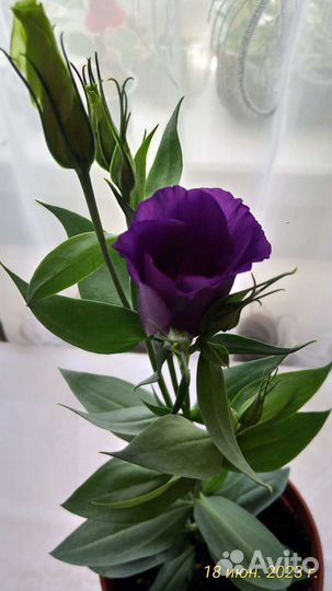 Эустома цветущая в горшке