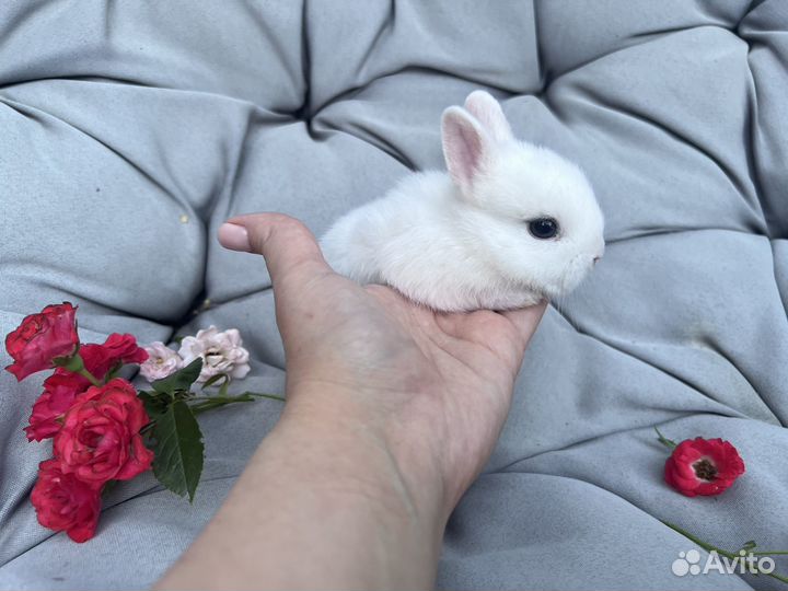 Декоративные кролики гермелин