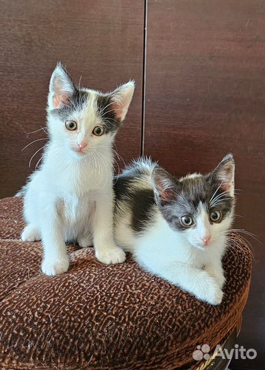 Белоснежные ласковые милые добрые котята