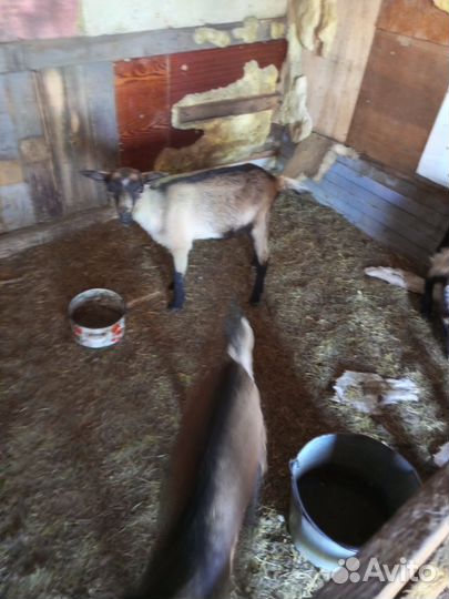Продам козлов